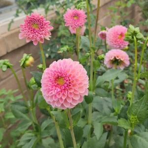Dahlia Flower Seeds - 40+ Perennial Pollinator-Friendly Heirloom Mix - Image 12