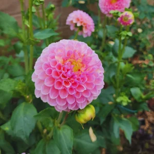 Dahlia Flower Seeds - 40+ Perennial Pollinator-Friendly Heirloom Mix - Image 13