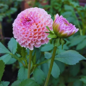 Dahlia Flower Seeds - 40+ Perennial Pollinator-Friendly Heirloom Mix - Image 2