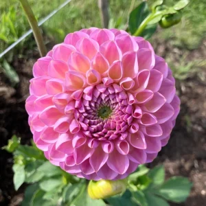 Dahlia Flower Seeds - 40+ Perennial Pollinator-Friendly Heirloom Mix - Image 3