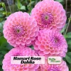 Dahlia Flower Seeds - 40+ Perennial Pollinator-Friendly Heirloom Mix - Image 1