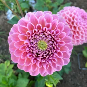 Dahlia Flower Seeds - 40+ Perennial Pollinator-Friendly Heirloom Mix - Image 4