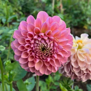 Dahlia Flower Seeds - 40+ Perennial Pollinator-Friendly Heirloom Mix - Image 5