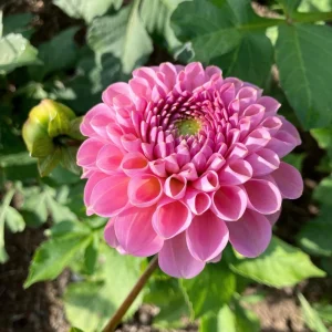 Dahlia Flower Seeds - 40+ Perennial Pollinator-Friendly Heirloom Mix - Image 6