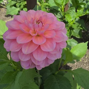 Dahlia Flower Seeds - 40+ Perennial Pollinator-Friendly Heirloom Mix - Image 7
