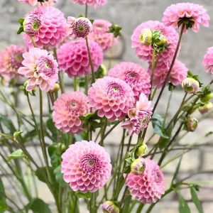 Dahlia Flower Seeds - 40+ Perennial Pollinator-Friendly Heirloom Mix - Image 8