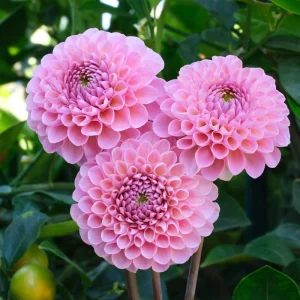 Dahlia Flower Seeds - 40+ Perennial Pollinator-Friendly Heirloom Mix - Image 9