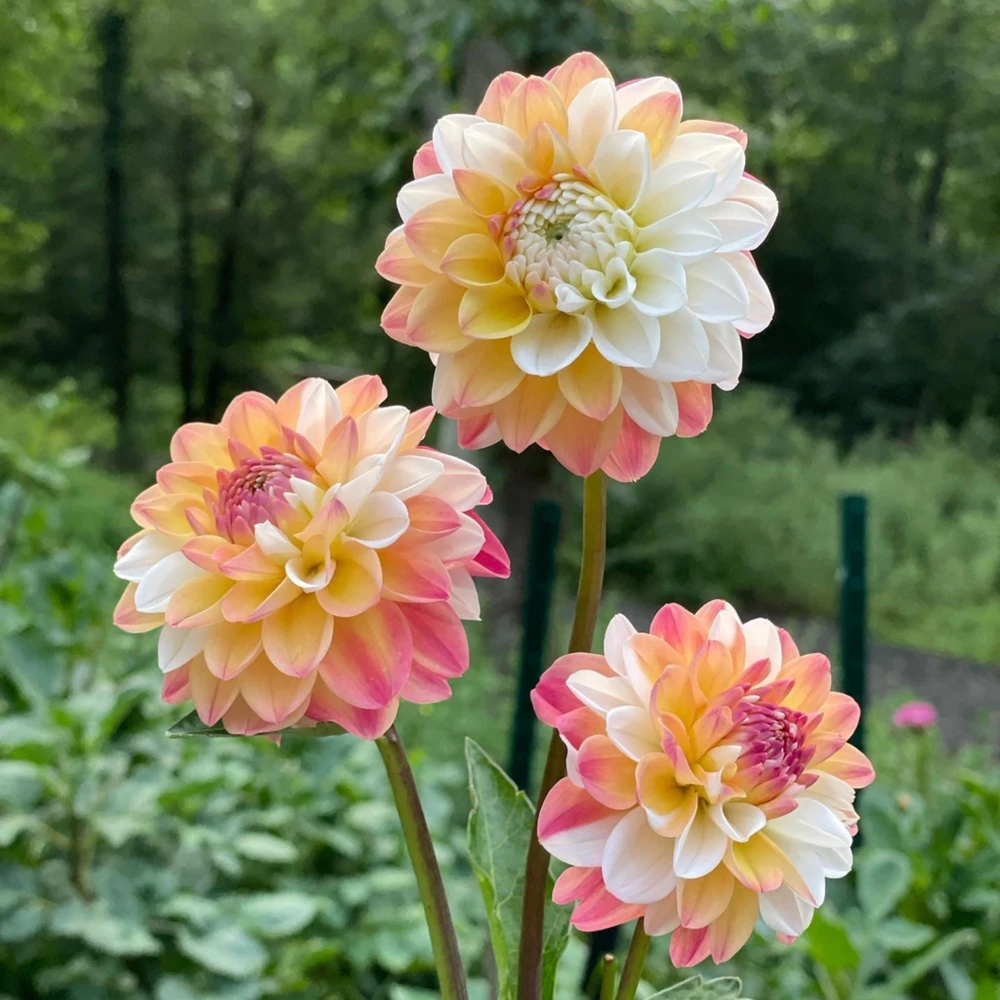 Dahlia Seeds - Double Jill Mix - 40 Seeds - Pollinator Friendly Heirloom Flower Seeds - Image 10