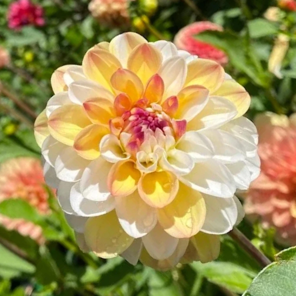 Dahlia Seeds - Double Jill Mix - 40 Seeds - Pollinator Friendly Heirloom Flower Seeds - Image 11