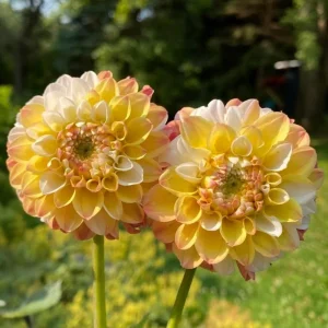 Dahlia Seeds - Double Jill Mix - 40 Seeds - Pollinator Friendly Heirloom Flower Seeds - Image 12