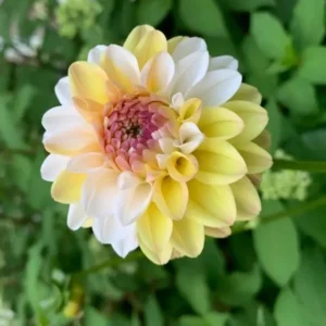 Dahlia Seeds - Double Jill Mix - 40 Seeds - Pollinator Friendly Heirloom Flower Seeds - Image 13