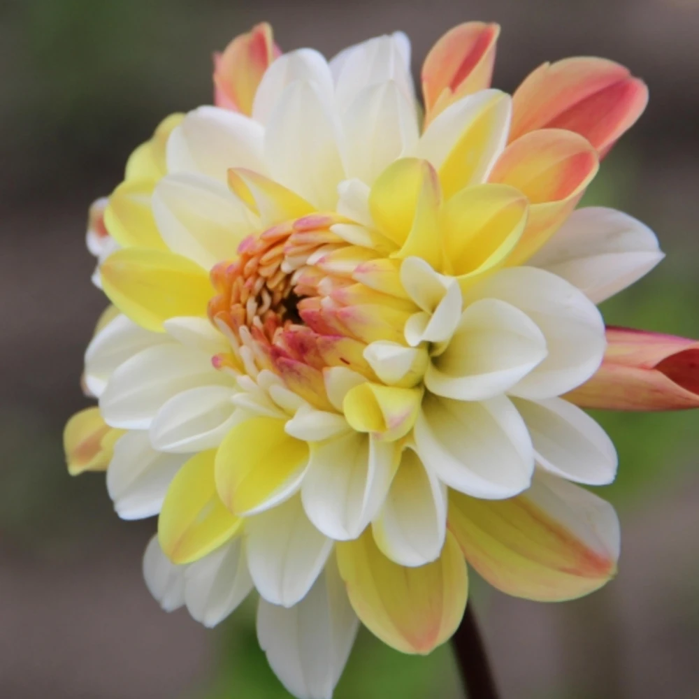 Dahlia Seeds - Double Jill Mix - 40 Seeds - Pollinator Friendly Heirloom Flower Seeds - Image 14