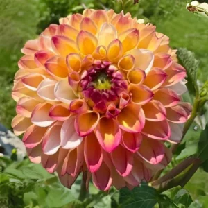 Dahlia Seeds - Double Jill Mix - 40 Seeds - Pollinator Friendly Heirloom Flower Seeds - Image 17
