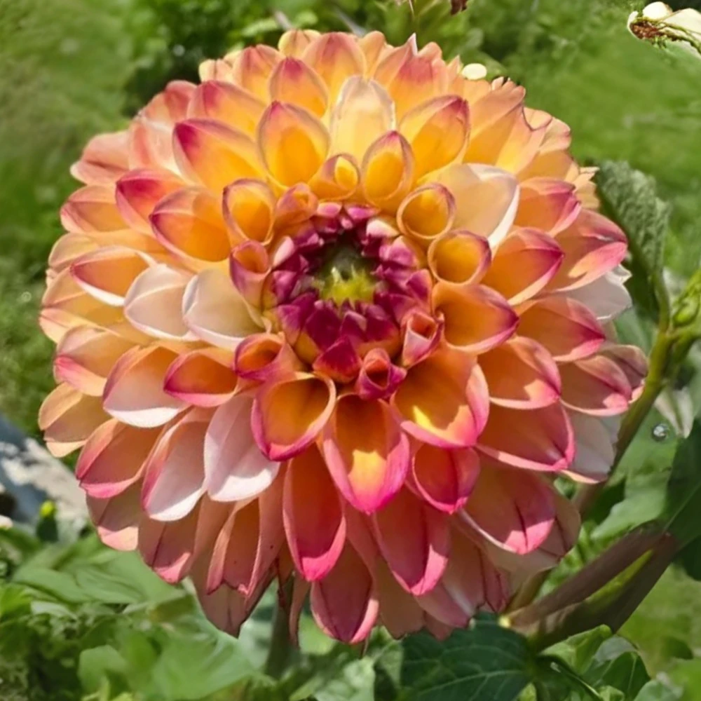 Dahlia Seeds - Double Jill Mix - 40 Seeds - Pollinator Friendly Heirloom Flower Seeds - Image 17
