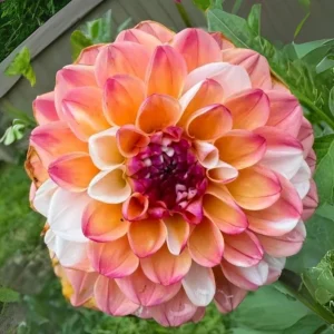 Dahlia Seeds - Double Jill Mix - 40 Seeds - Pollinator Friendly Heirloom Flower Seeds - Image 18