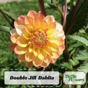 Dahlia Seeds - Double Jill Mix - 40 Seeds - Pollinator Friendly Heirloom Flower Seeds - Image 2