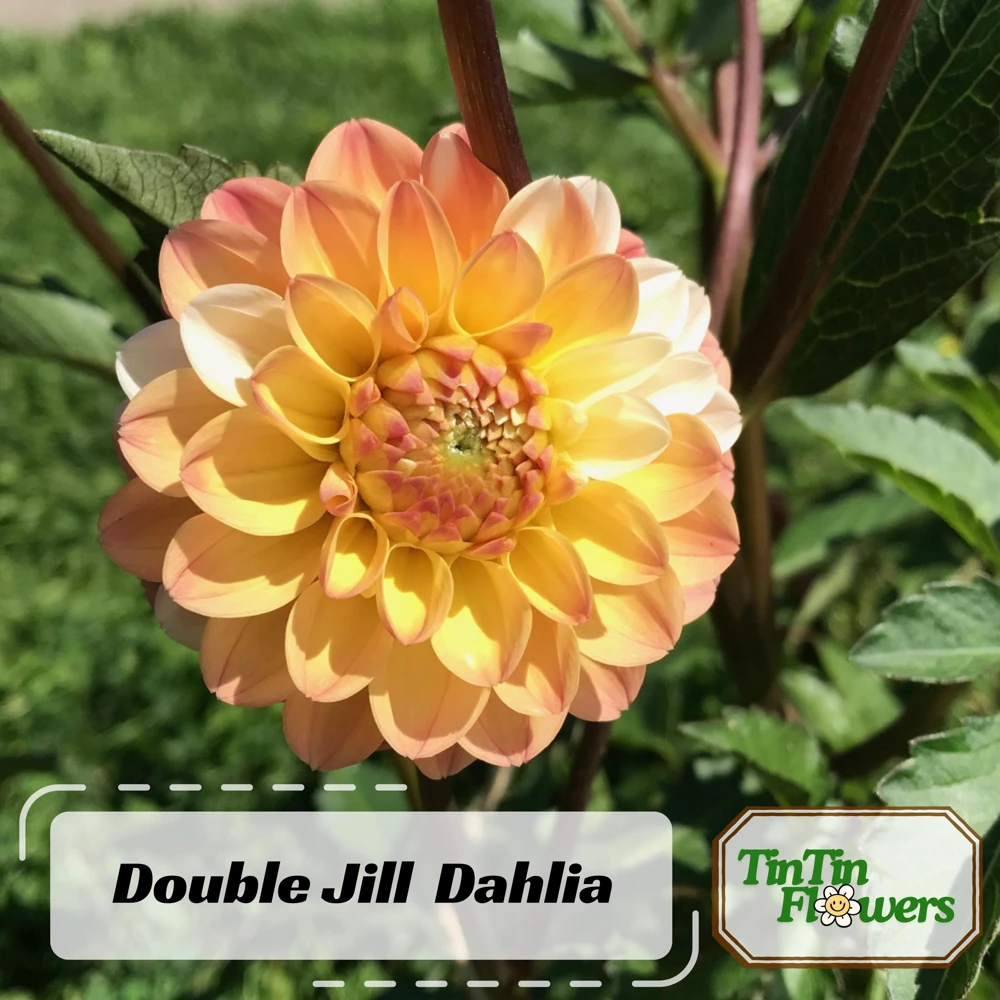 Dahlia Seeds - Double Jill Mix - 40 Seeds - Pollinator Friendly Heirloom Flower Seeds - Image 2