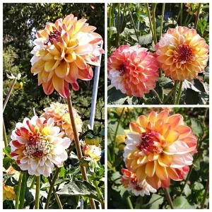 Dahlia Seeds - Double Jill Mix - 40 Seeds - Pollinator Friendly Heirloom Flower Seeds - Image 3