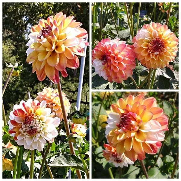 Dahlia Seeds - Double Jill Mix - 40 Seeds - Pollinator Friendly Heirloom Flower Seeds - Image 3