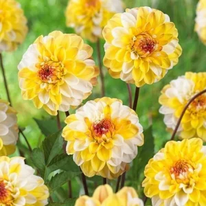 Dahlia Seeds - Double Jill Mix - 40 Seeds - Pollinator Friendly Heirloom Flower Seeds - Image 4