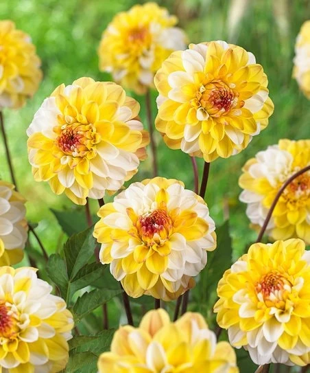 Dahlia Seeds - Double Jill Mix - 40 Seeds - Pollinator Friendly Heirloom Flower Seeds - Image 4
