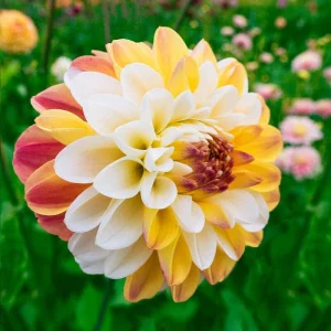 Dahlia Seeds - Double Jill Mix - 40 Seeds - Pollinator Friendly Heirloom Flower Seeds - Image 5