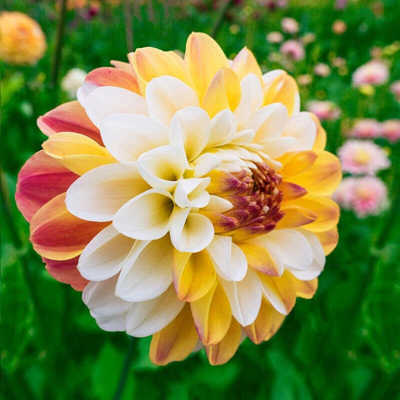 Dahlia Seeds - Double Jill Mix - 40 Seeds - Pollinator Friendly Heirloom Flower Seeds - Image 5