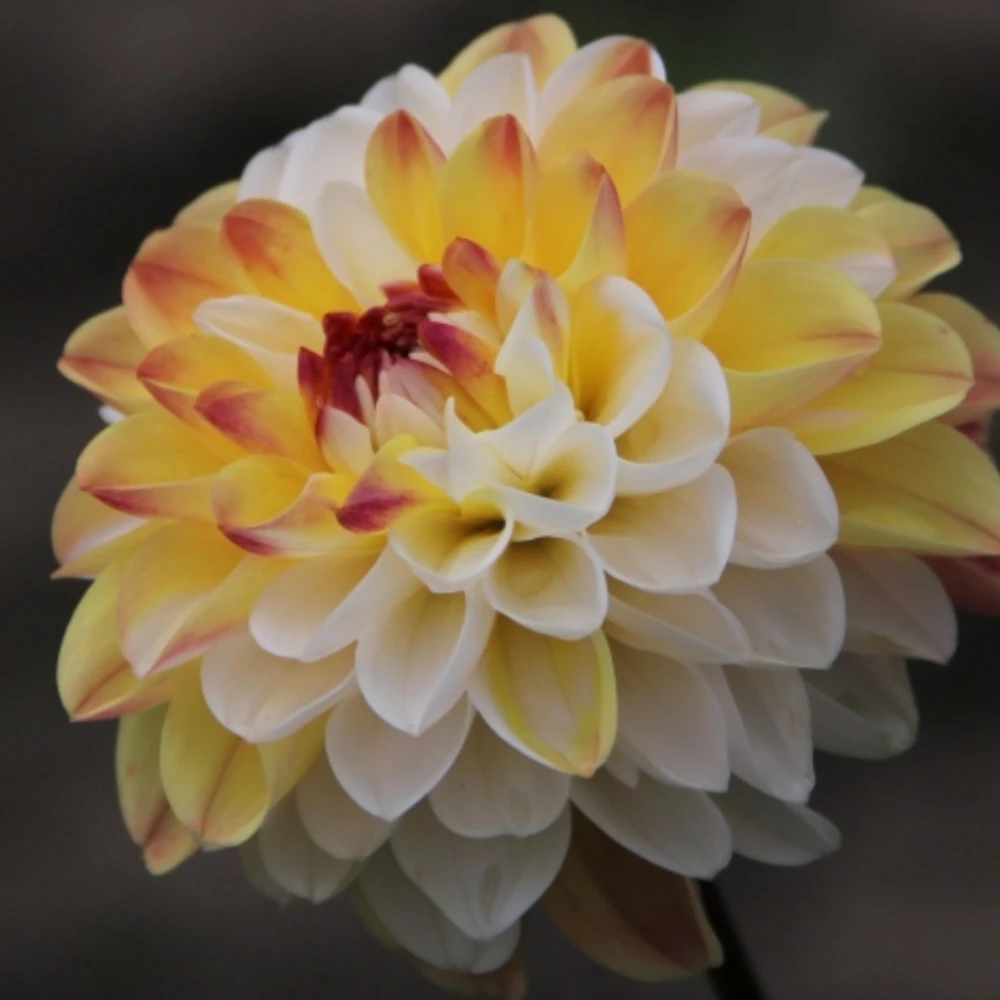Dahlia Seeds - Double Jill Mix - 40 Seeds - Pollinator Friendly Heirloom Flower Seeds - Image 7
