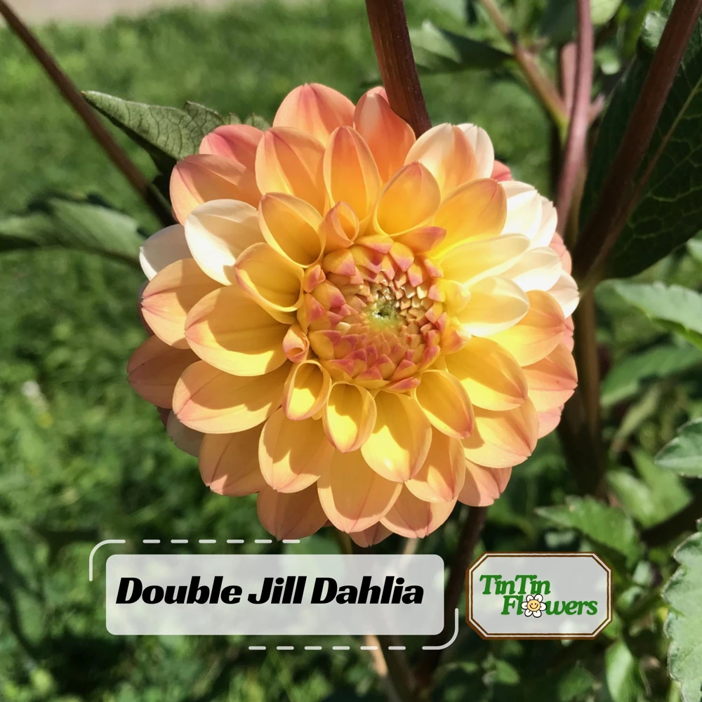 Dahlia Seeds - Double Jill Mix - 40 Seeds - Pollinator Friendly Heirloom Flower Seeds - Image 1