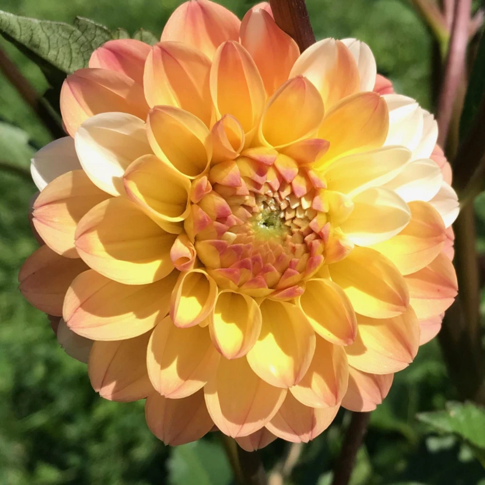Dahlia Seeds - Double Jill Mix - 40 Seeds - Pollinator Friendly Heirloom Flower Seeds - Image 8