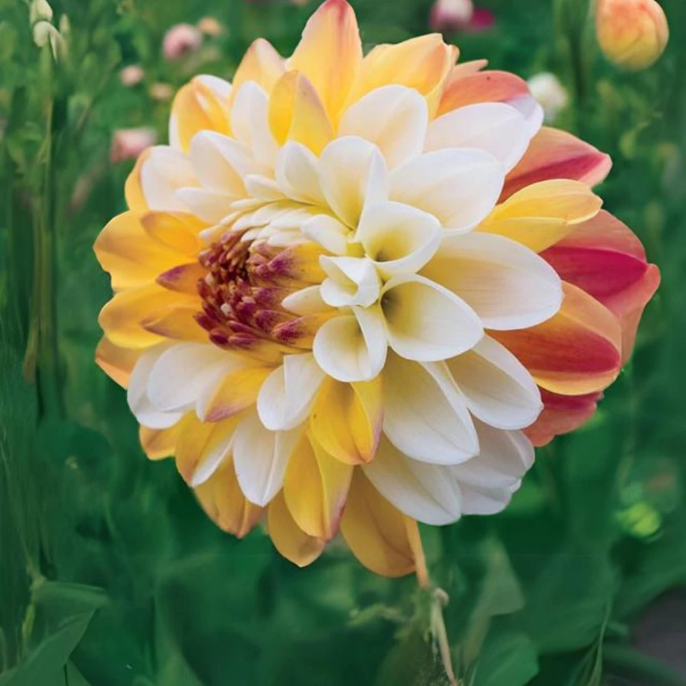 Dahlia Seeds - Double Jill Mix - 40 Seeds - Pollinator Friendly Heirloom Flower Seeds - Image 9