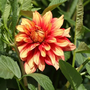 Dahlia Seeds Mix - 40 Count Pack - Pollinator Friendly, Heirloom Flower Seeds - Image 11