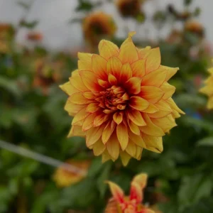 Dahlia Seeds Mix - 40 Count Pack - Pollinator Friendly, Heirloom Flower Seeds - Image 13