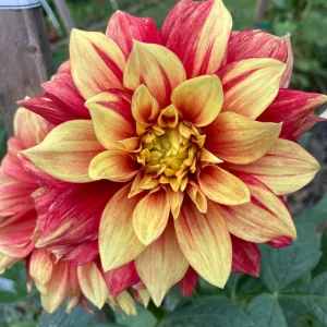 Dahlia Seeds Mix - 40 Count Pack - Pollinator Friendly, Heirloom Flower Seeds - Image 14