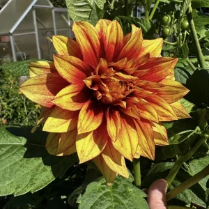 Dahlia Seeds Mix - 40 Count Pack - Pollinator Friendly, Heirloom Flower Seeds - Image 15