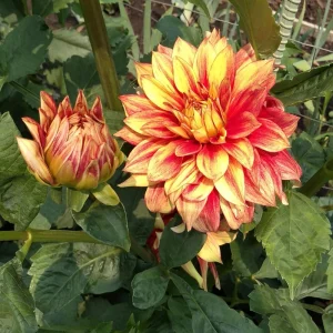 Dahlia Seeds Mix - 40 Count Pack - Pollinator Friendly, Heirloom Flower Seeds - Image 16