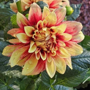 Dahlia Seeds Mix - 40 Count Pack - Pollinator Friendly, Heirloom Flower Seeds - Image 17