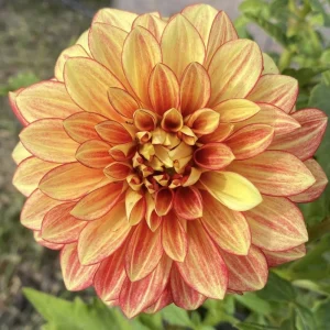 Dahlia Seeds Mix - 40 Count Pack - Pollinator Friendly, Heirloom Flower Seeds - Image 2