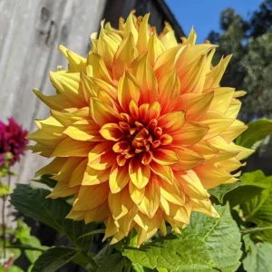 Dahlia Seeds Mix - 40 Count Pack - Pollinator Friendly, Heirloom Flower Seeds - Image 3