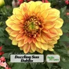 Dahlia Seeds Mix - 40 Count Pack - Pollinator Friendly, Heirloom Flower Seeds - Image 1