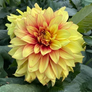 Dahlia Seeds Mix - 40 Count Pack - Pollinator Friendly, Heirloom Flower Seeds - Image 4
