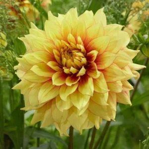 Dahlia Seeds Mix - 40 Count Pack - Pollinator Friendly, Heirloom Flower Seeds - Image 5