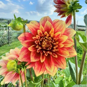 Dahlia Seeds Mix - 40 Count Pack - Pollinator Friendly, Heirloom Flower Seeds - Image 6