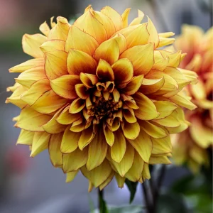 Dahlia Seeds Mix - 40 Count Pack - Pollinator Friendly, Heirloom Flower Seeds - Image 8