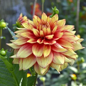 Dahlia Seeds Mix - 40 Count Pack - Pollinator Friendly, Heirloom Flower Seeds - Image 9