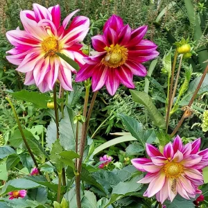 Dahlia Seeds Mix - 40 Count Pollinator Friendly Heirloom Flower Seeds for Garden - Image 10