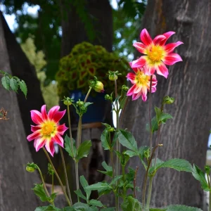 Dahlia Seeds Mix - 40 Count Pollinator Friendly Heirloom Flower Seeds for Garden - Image 11