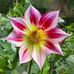 Dahlia Seeds Mix - 40 Count Pollinator Friendly Heirloom Flower Seeds for Garden - Image 13