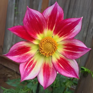 Dahlia Seeds Mix - 40 Count Pollinator Friendly Heirloom Flower Seeds for Garden - Image 14