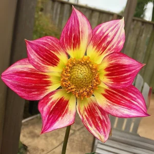 Dahlia Seeds Mix - 40 Count Pollinator Friendly Heirloom Flower Seeds for Garden - Image 15